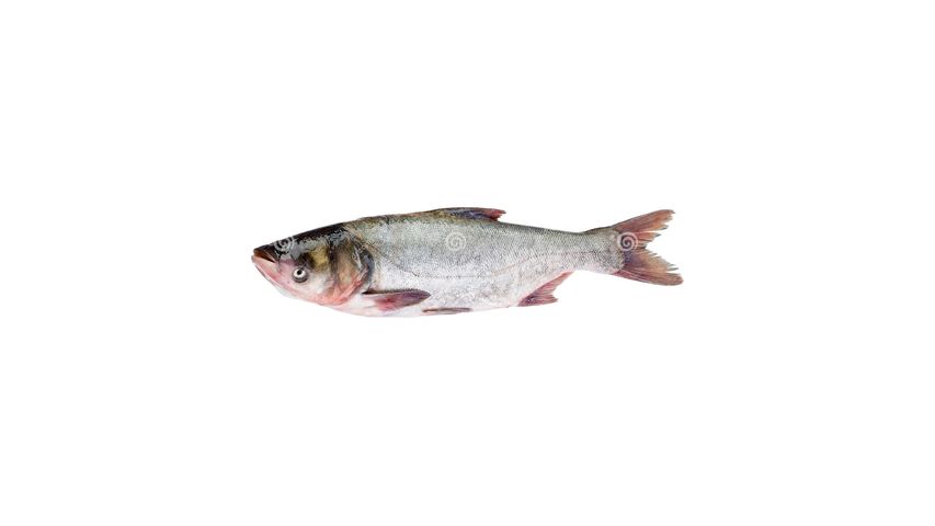 Sp Silver Carp Cut & Clean Each 1Kg