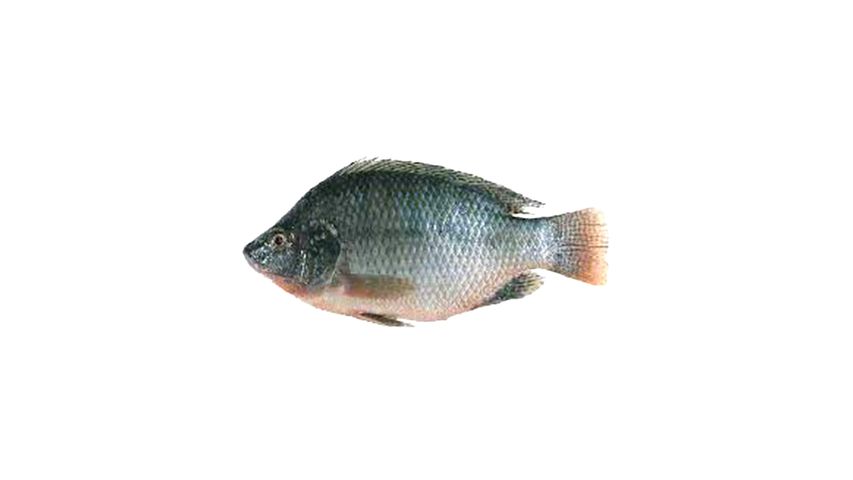 Telapia Big Size Cut & Clean 1Kg