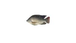 Telapia Medium Size Cut & Clean 1Kg