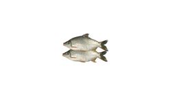Sharputi Cut & Clean 1Kg