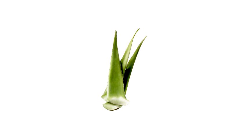 brightfarms Local Fresh Aloe Vera 3 Pieces