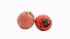 Velvet Apple Bilati Gab 1Kg