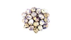 Quail Egg 20 Pieces