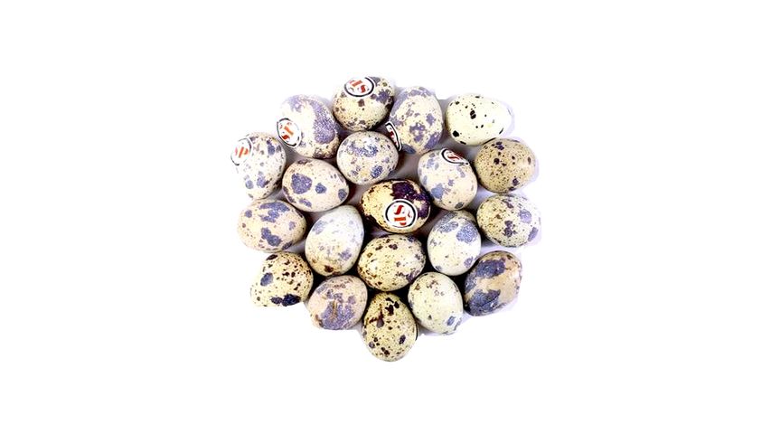 Quail Egg 20 Pieces