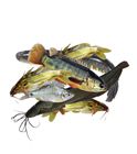 Haur Mix Fish 2kg