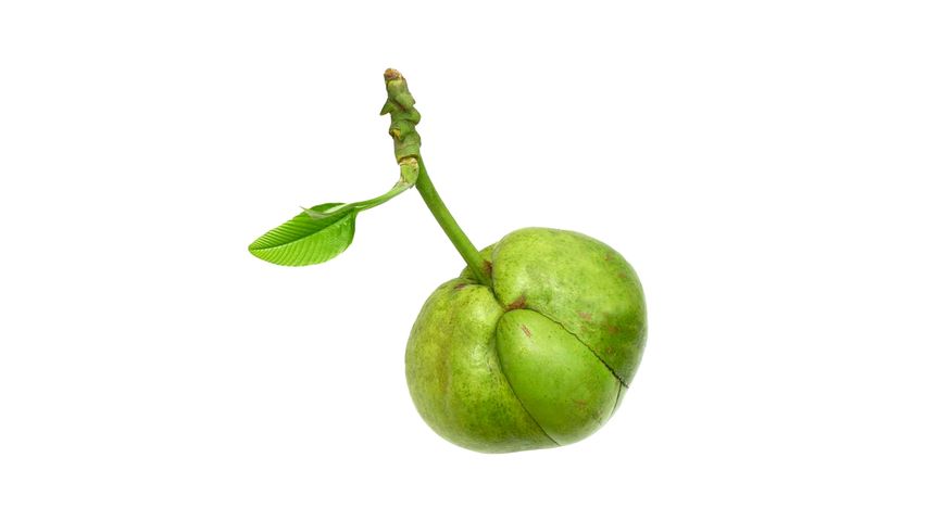 brightfarms Elephant Apple (Chalta) 1 Piece