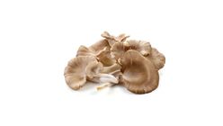 Oyster Mushroom 500g