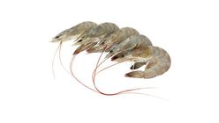 Big Eye Frozen Udang Putih 300g