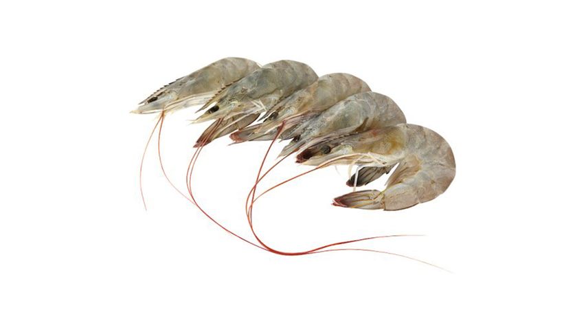 Big Eye Frozen Udang Putih 300g