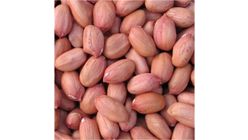 Timur Groundnuts 300g
