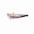 Briget Fish 500g