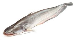 Boal Fish 1.5Kg