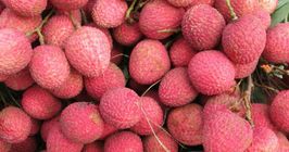 Lychee Premium Quality Big Size 100 Pieces