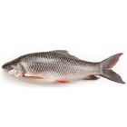 Nola Rui Fish Small Size 2 Pieces