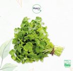 Cilantro/Dhanya - (Bunch)