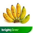 Brightfarms Banana (Sobri Kola) Semi Ripen 6 Pieces