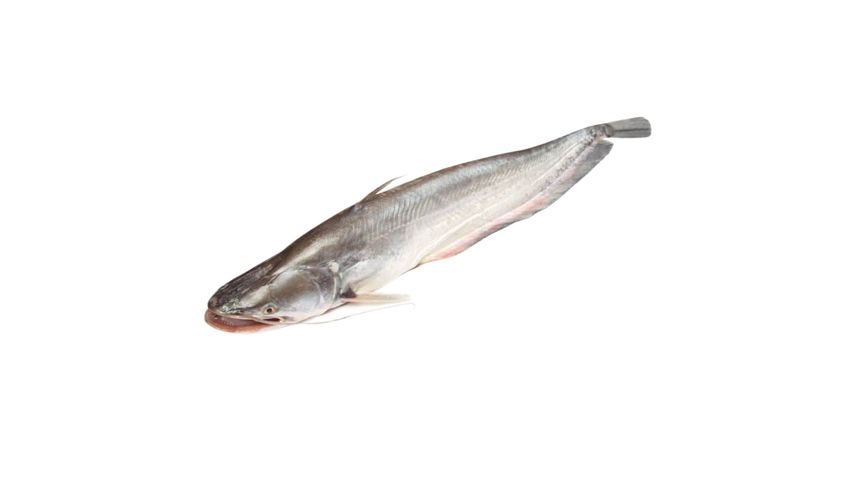 Boal Fish Medium Cut & Clean 500g (1.500kg+ Sized Fish)