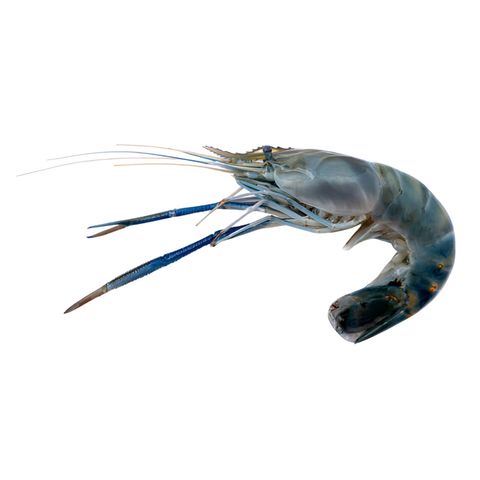 Golda Shrimp Head On Skin On Large 5-6pcs 500g