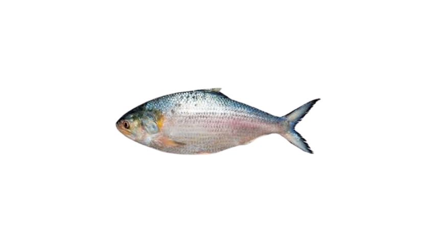 Fish Vally Hilsha 1kg