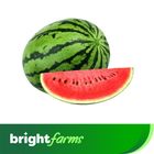 brightfarms Watermelon Striped (Tormuj) Khulna 3kg ± 100g