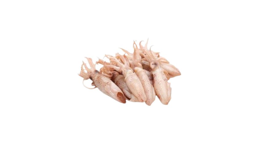 Fresh Sea Fish Squid Whole Export Grade 1000g