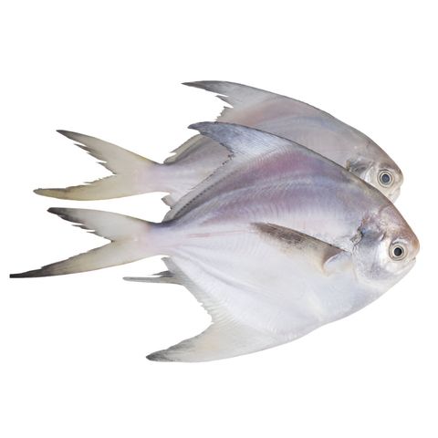 Rupchanda 8-10 Pieces 1kg