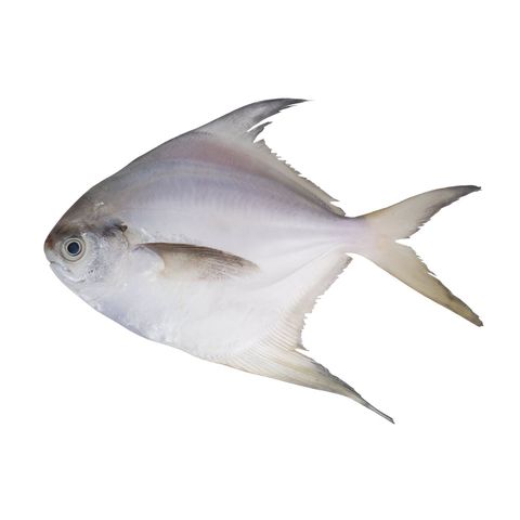 Fresh Sea Fish Rupchanda 500g (±50g)