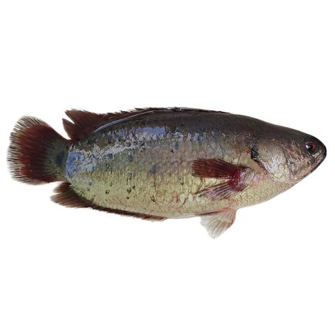 Koi Fish Cut & Clean 500g