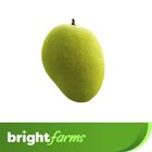 brightfarms Mango (Amrapali Aam) 1 Piece 200g+