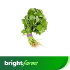 brightfarms Amaranth Leaves (Data Shak) 1 Bundle 250g (±0g)