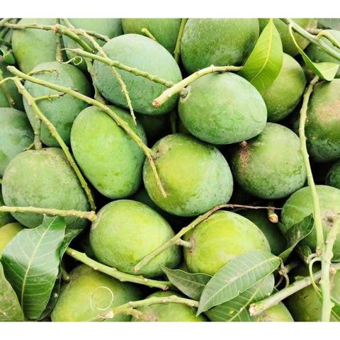 brightfarms Mango (Himsagar Aam) 1 Piece 200g+