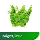 brightfarms Spinach Puishak Indian Bundle 500g ± 50g