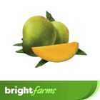 brightfarms Mango (Himsagar Aam) 1 Piece 200g+