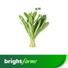 brightfarms Coriander Leaves (Dhaniapata Bilati) 100g ± 10g