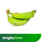 brightfarms Green Banana Bundle (Kachakola) 4 Pieces