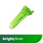 brightfarms Celery Stick Thailand 500g  ±20g
