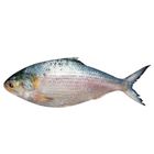 Premium Hilsha Fish Small 800g