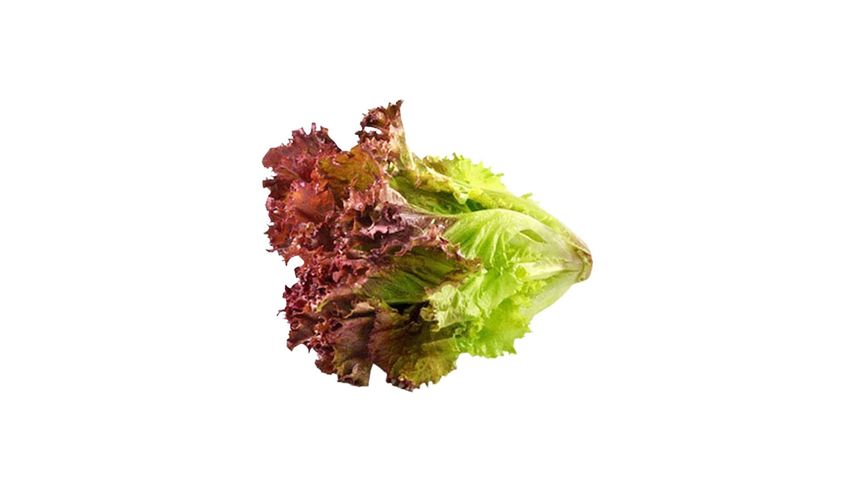 Lettuce Red Coral Imported 100g