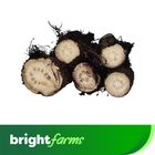 brightfarms Chui Jhal 100g ±5g