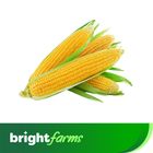 brightfarms Fresh Sweet Corn Whole Imported 300g ±10g