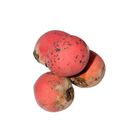 Velvet Apple (Bilati Gab) 1KG (±30gm)
