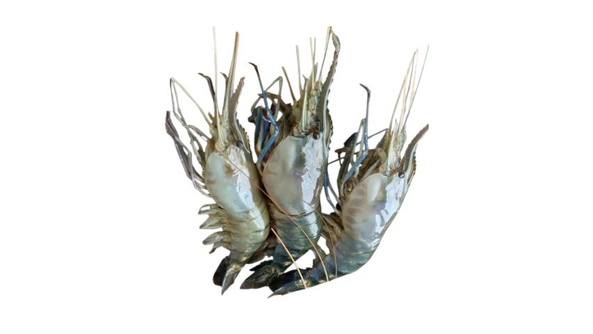 Golda Shrimp Head On Skin On Medium 500g