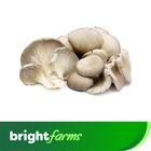 brightfarms Oyster Mushroom 100g