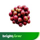 brightfarms Coffee Plum (Peyala Fol) 250g (±10g)