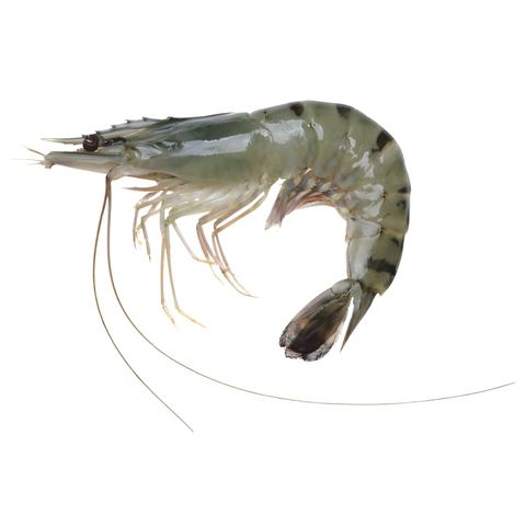 Black Tiger Shrimp Head On Skin On Medium 500g