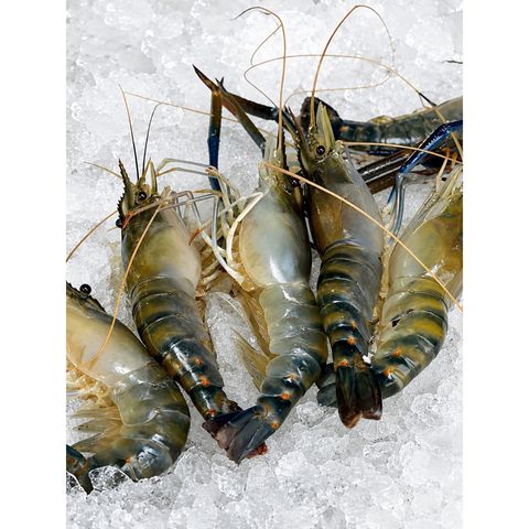 Fresh Sea Fish Golda Shrimp Head On Skin On Medium 300g±10g