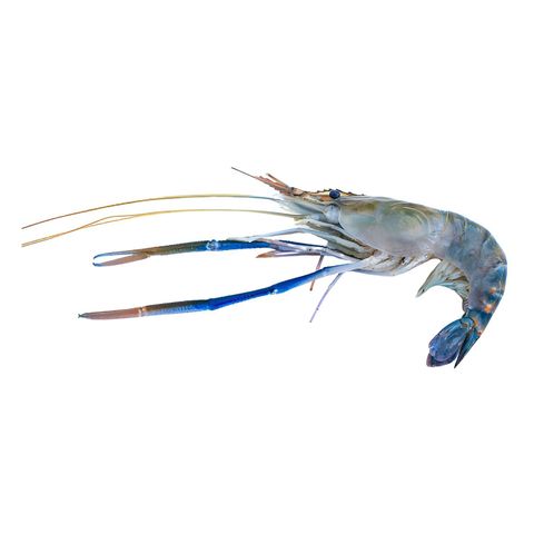 Golda Shrimp Head On Skin On Medium 500g