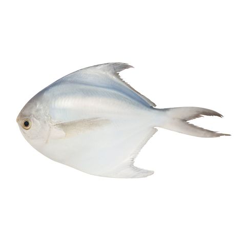 Fresh Sea Fish White Baby Pomfret 500g