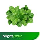 brightfarms Mint Leaves (Pudinapata) 200g ± 10g