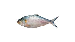 HIlsha Fish Whole 1kg ± 5%